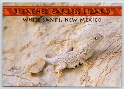 Bleached Earless Lizard White Sands New Mexico Vintage Postcard