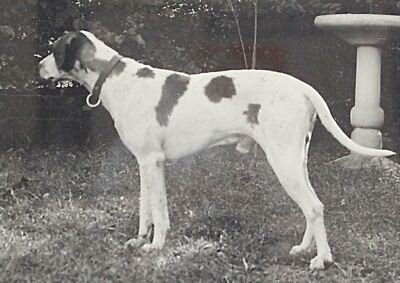 circa 1940 Photograph Amateur Field Trial Champion Pointer Jing Hunting Dog #2