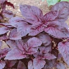 Basil Dark Opal Great Garden Herb Heirloom By Seed Kingdom 200 Seeds