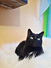 Real SHEEPSKIN Cat Bed Carpet Dog Cave Sheepskin Rug Mat Animal Lover Gift Idea