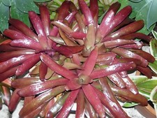 Neoregelia GRANADA bromeliad one tropical plant MEDIUM 