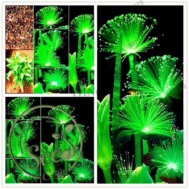 100 Pcs Rare Emerald Fluorescent Flower Seeds Night Light Emitting