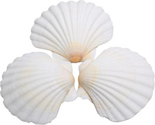 25Pcs Scallop Shells for Crafts, 2-3 Inches White Large Natural
