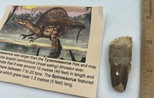 Spinosaurus T00th 1 3/4”  Dinosaur Theropod F0ssil not T Rex Cretaceous N16
