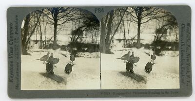 RING-NECKED PHEASANTS FEEDING IN THE SNOW Stereoview 7819 p84