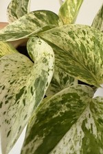 Mystery House Plant Cutting Box 5x Different Rooted/Unrooted Cuttings