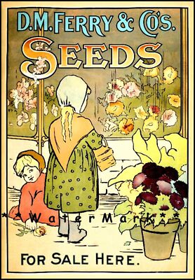 290166 Ferry Seed Catalog Garden Flowers Roses PRINT POSTER