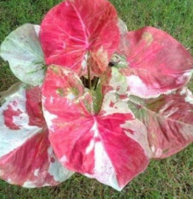 10 Pcs Bag Caladium Plants Seeds Thailand Elephant Ear Bonsai Seed