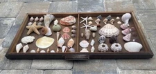 Antique Printers Tray with Shells