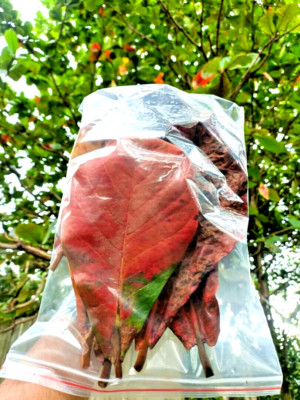 30pcs Organic Indian Almond Leaf Aquarium Catappa / Ketapang Betta Care
