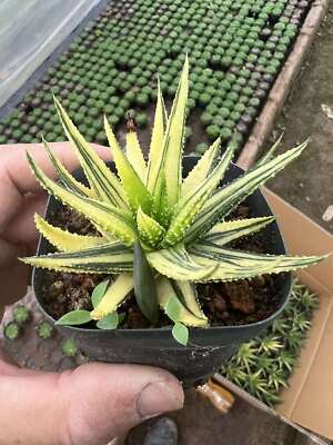 Haworthia Attenuata var. Radula Variegata Garden Dcor Boutique 6CM | eBay
