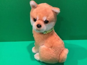 H.T.F. Shiba Inu Puppy
