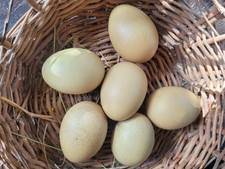 EASTER EGGER PASTURE RAISED EGGS ~ Green Eggs For Rainbow Egg Flock.