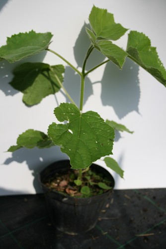 pianta di paulownia tomentosa paulonia - 第 4/10 張圖片