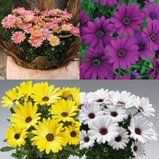  NEW! 20+ OSTEOSPERMUM FLOWER SEEDS MIX  / PERENNIAL