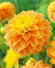 1 - Deep Impact Decorative Dahlia Flower Bulb Tuber