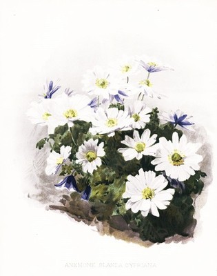 Anemone blanda cypriana Balkan anemone flower botany botany Robinson litho
