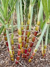 Buddha Belly Hawaiian Sugarcane