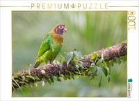 Calvendo Puzzle Grey-Cheeked Parrot | 1000 Pieces, Finished Size 25.2 × 18.9 In