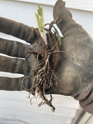 Comfrey Bocking 14, (2) two  Established Root Cutting.Shipped Bare Root READ 