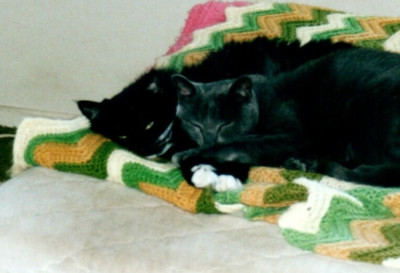 Early 2000s Cats Sleeping Together On Couch Cozy Green Blanket Vintage Photo