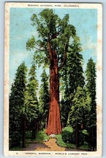 1941 Sequoia National Park California General Sherman Largest Tree View Postcard