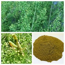 Sweet Mugwort seeds🌱 1 g BULK 📢 10,000 Qing hao,Sweet