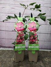 2 x Clematis Rouge Cardinal 9cm Pot Purple Flowers Quick Climbing Garden Plant