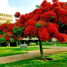 ROYAL POINCIANA RED FLAME TREE SEEDS Delonix Regia Tropical Flamboyant Flower