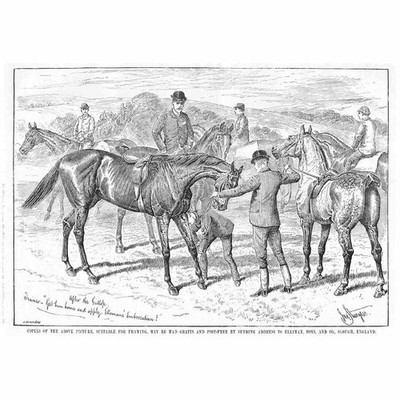 Ellimans Embrocation für Pferde; Nach dem Galopp viktorianische Werbung 1888