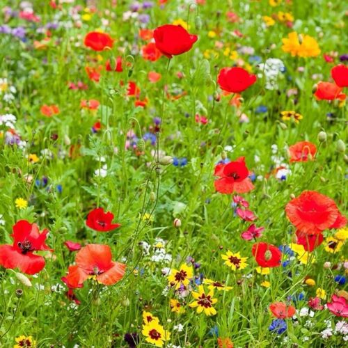 Wildflower Seed Mix 1kg Attracts Bees & Butterflies, Easy to Grow! GREEN FINGERS - Picture 4 of 6