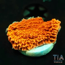 Red Plating Montipora Frag - NOT WYSIWG | Live SPS Coral | Aquacultured