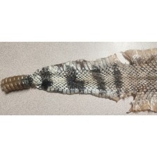 🔥🔥Western Diamondback Rattlesnake Snake Tanned Skin 56" 8" Wide S233