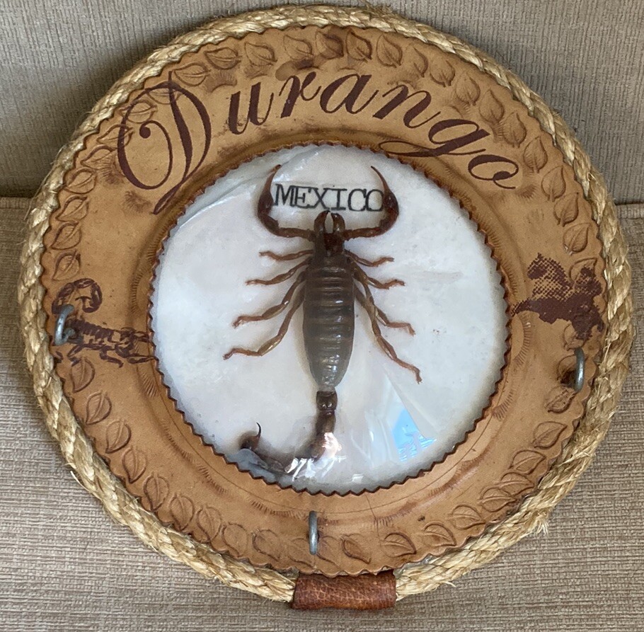 Durango Mexico Real Scorpion Wall Hanger Plaque Key Holder Rope