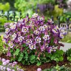 Aquilegia Seeds 25 Earlybird Purple And White Columbine Seeds Perennial Seeds