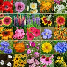 Wildflower Mix MIDWEST Regional 25 Heirloom Flower Species Non-GMO USA 1000Seeds