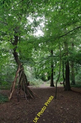 Photo 6x4 Remains of a Den in Ainslie Wood Chingford It is good to see th c2016