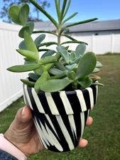 Live Succulent Pot – 4 to 5 Rooted Plants – Mixed Varieties – Healthy Potted