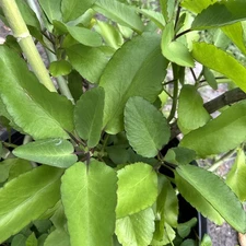 Organic Leaf of life Miracle Leaf 15 Fresh Leaves