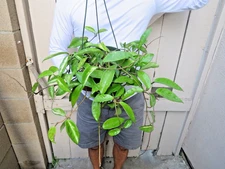 Hoya Carnosa with Peduncle