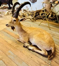 Life Size Ibex Mount Exotic Wildlife Ranch Texas hill Country SR5050