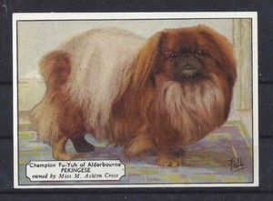 champion pekingese