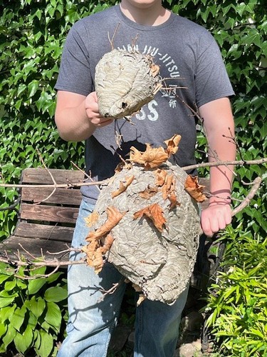 2 Hornets Nest Big & HUGE Bald-Faced Hornet Nest w/branch 20"- 41" Circumference