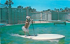 c1960 Fifi the Mascot Dog of Marineland of Florida Postcard