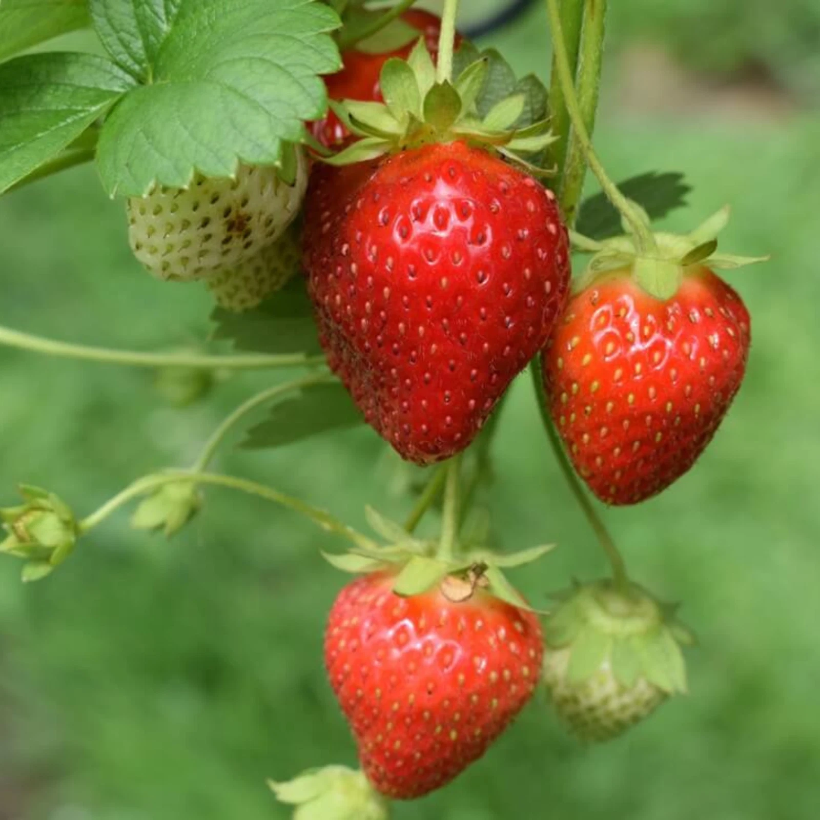 Sparkle June-Bearing Strawberry – 25 Bare Root Plants | From Hand Picked Nursery
Opens in a new wind