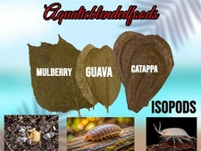 Isopods Tank Leaves Catappa Mulberry Guava Blackwater Aquarium Betta Shrimp Tank