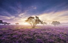 Landscape sunrise nature flowers plants trees field Custom Gaming Mat Desk