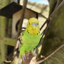 Vivid Arts Green Budgie Home or Garden Decoration (PP-BDG4-F)