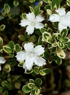 Serissa Bonsai FREE EXPRESS POST As It Is With The Pot - image 1 of 4
