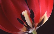 35 MM Color Slides Flower Tulip Plants Nature Close up 1996 #5
